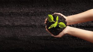 Junge Pflanze Nachhaltigkeit